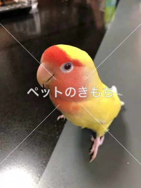 コメント投稿の画像
