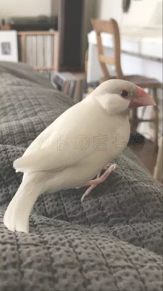 迷子鳥の画像