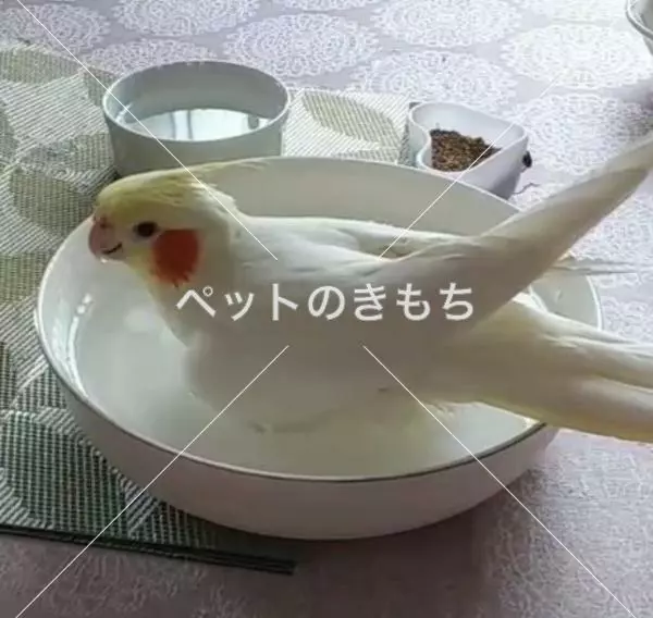 迷子鳥の画像