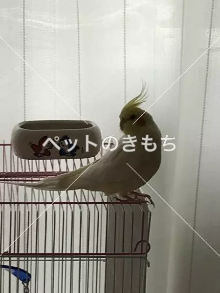 迷子鳥の画像