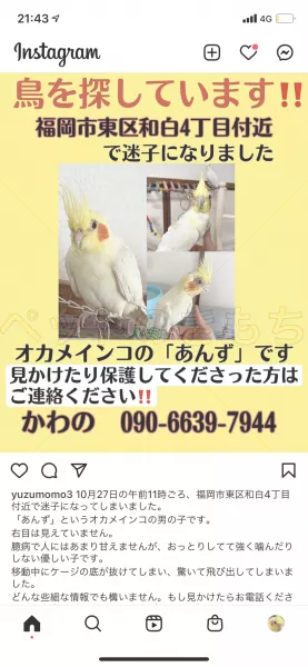 迷子鳥の画像