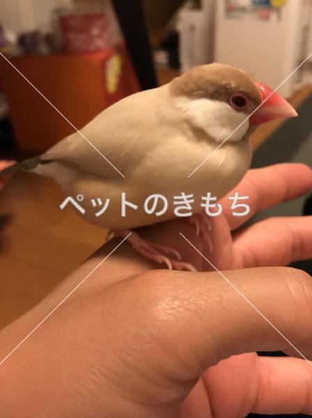 迷い鳥の写真