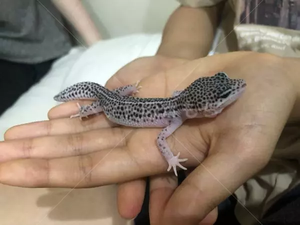 迷子ペットの画像