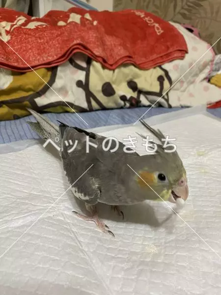 迷子鳥の画像