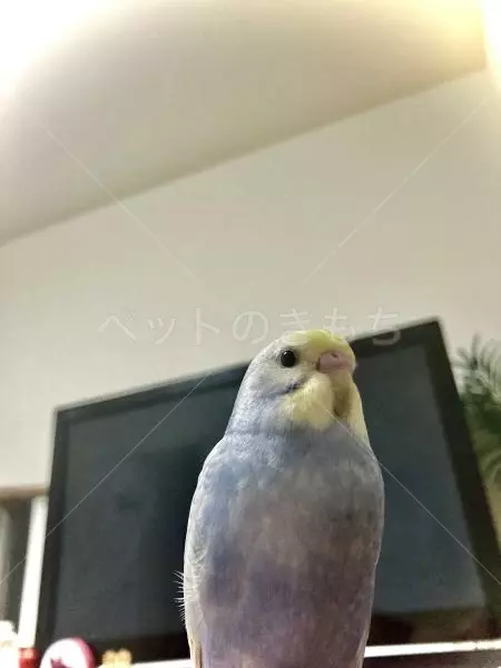 迷子鳥の画像