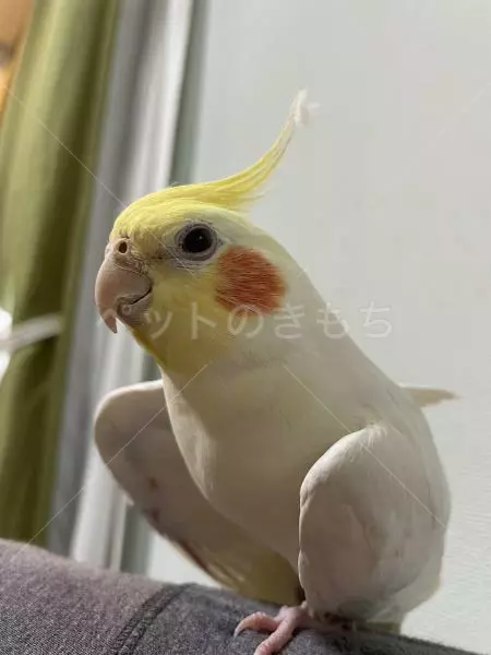 迷子鳥の画像