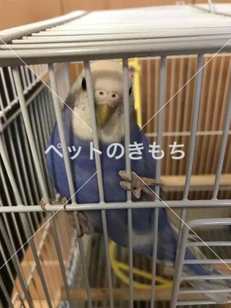 迷子鳥の画像