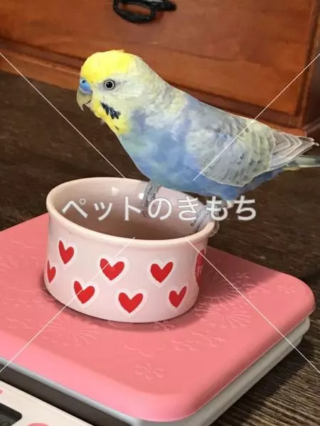 迷子鳥の画像