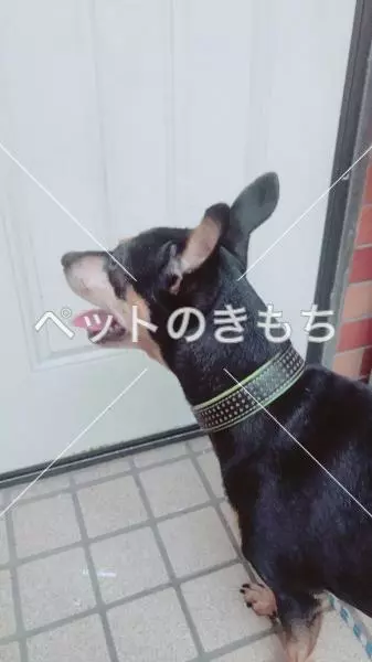 迷子犬の画像