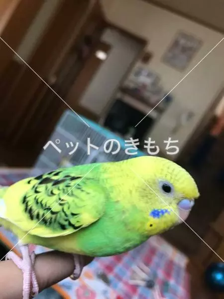 迷子鳥の画像