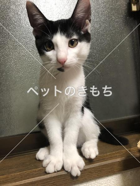 兵庫県で猫を保護しました 猫種 日本猫 投稿no 1 兵庫県で猫を保護しました 猫種 日本猫 投稿no 1