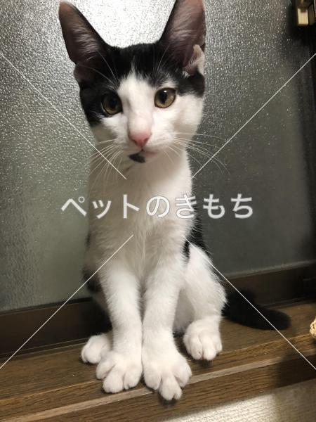 保護猫の画像