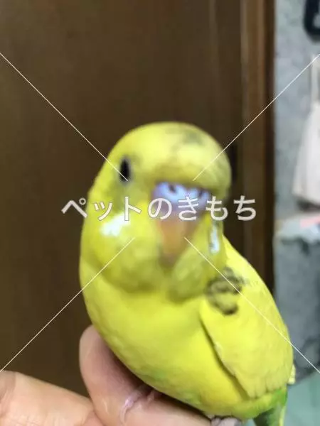 迷子鳥の画像