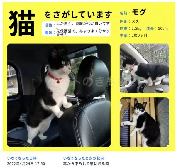 迷子猫の画像