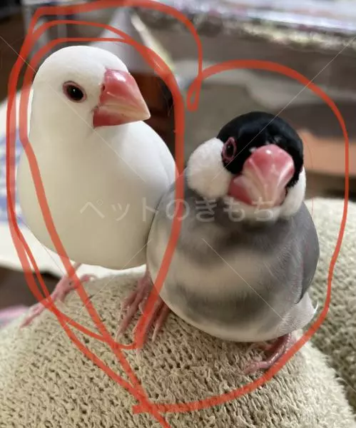 コメントの画像