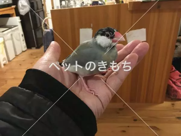 迷子鳥の画像