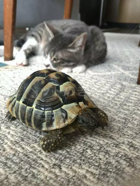 迷子ペットの画像