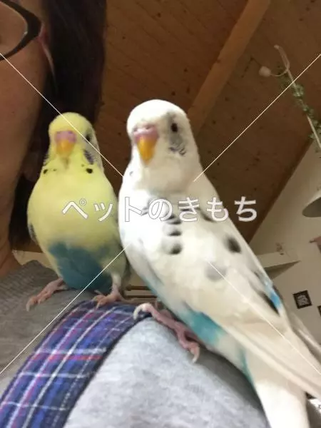 迷子鳥の画像