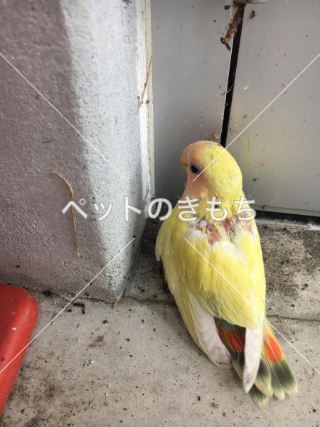保護鳥の写真