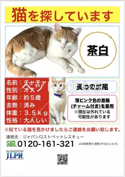 迷子猫の画像
