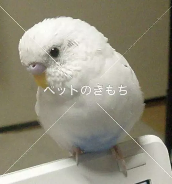 迷子鳥の画像