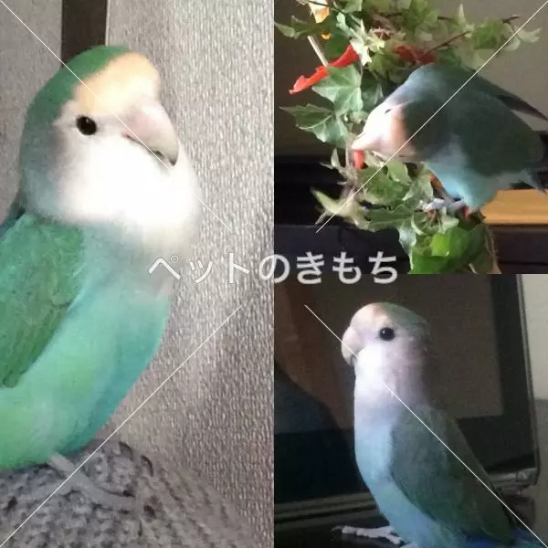 迷子鳥の画像