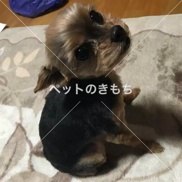 迷子犬の画像