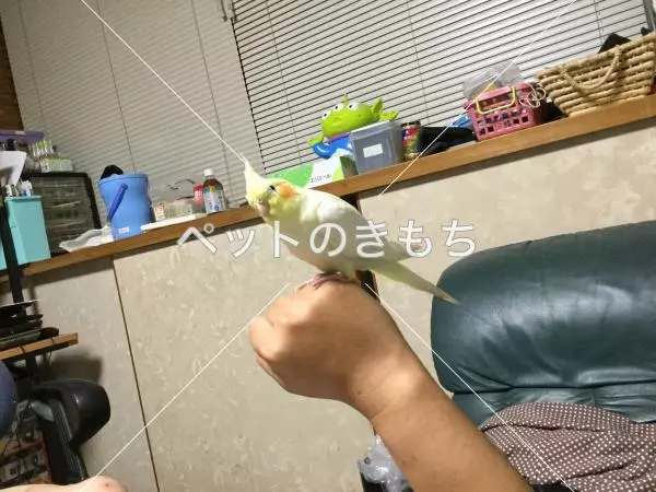 迷子鳥の画像