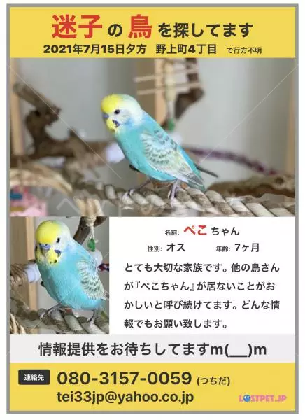 迷子鳥の画像