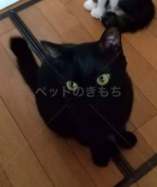 迷子猫の画像