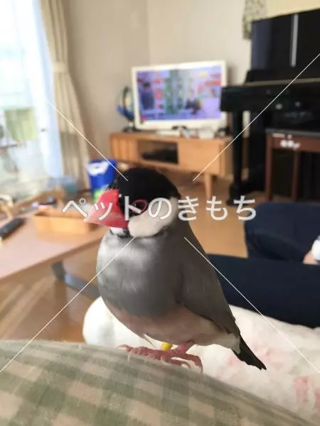 迷子鳥の画像
