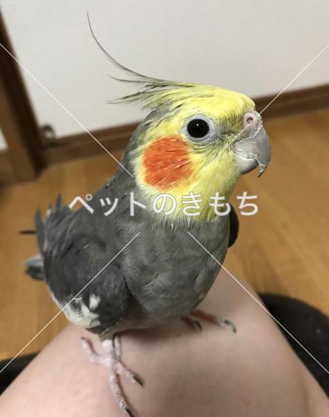 迷子鳥の画像