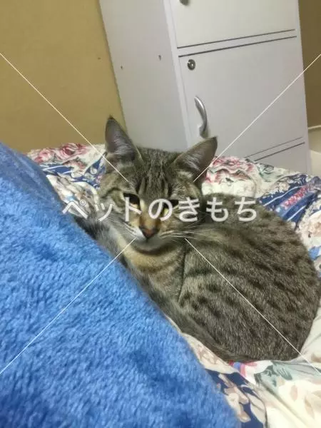 迷子猫の画像