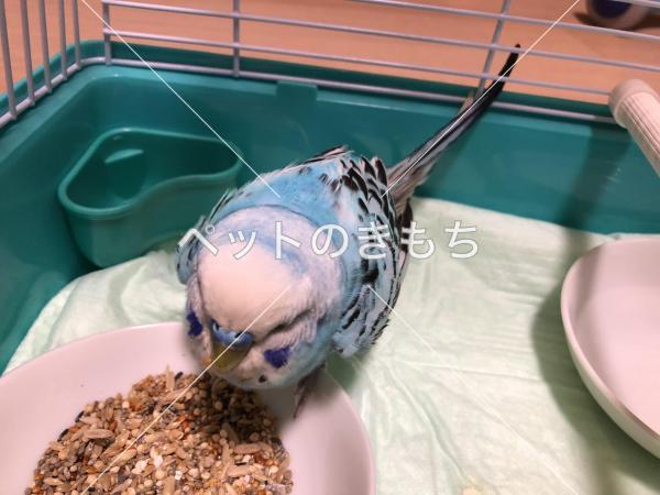 保護鳥の写真