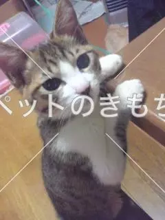 迷子猫の画像