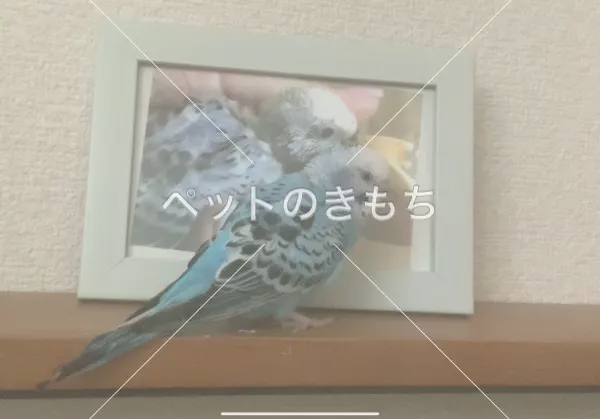 迷子鳥の画像