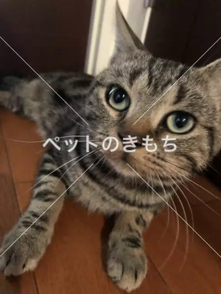 保護猫の画像