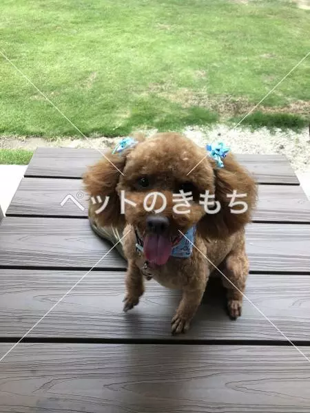 迷子犬の画像