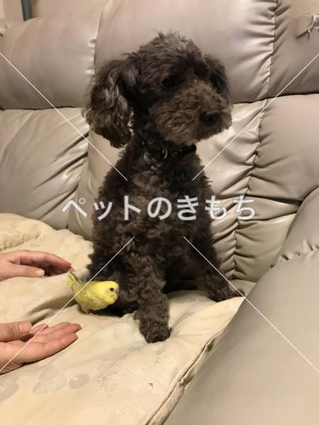 迷い犬の写真