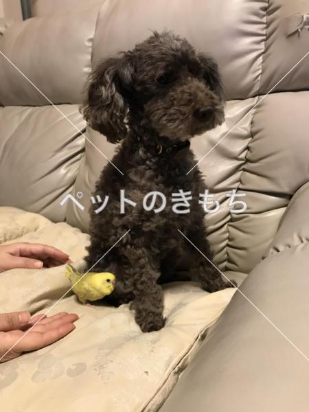 迷子犬の画像