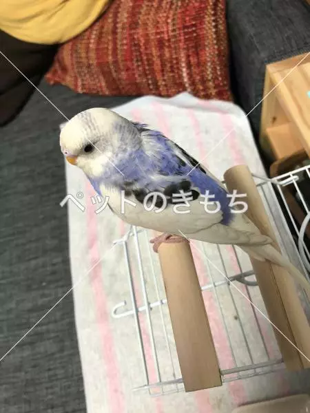 コメント投稿の画像