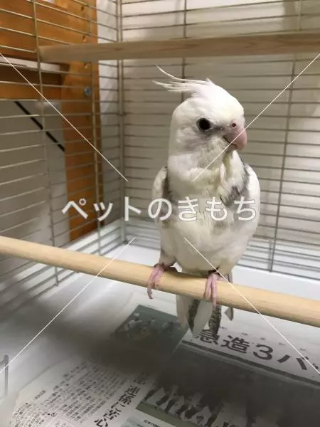 迷子鳥の画像