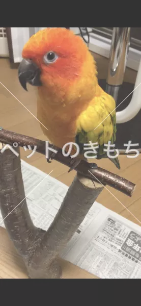 迷子鳥の画像