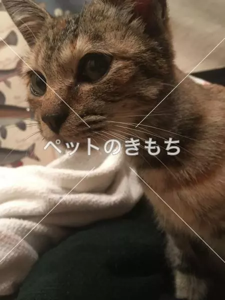 保護猫の画像