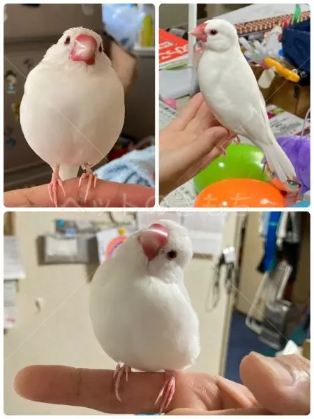 迷子鳥の画像