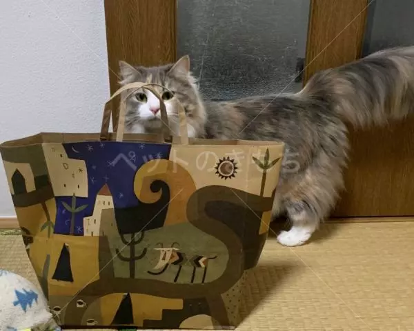 コメントの画像