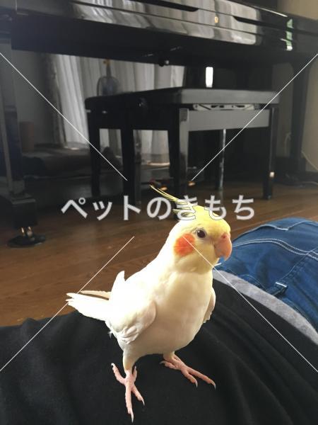 迷子鳥の画像