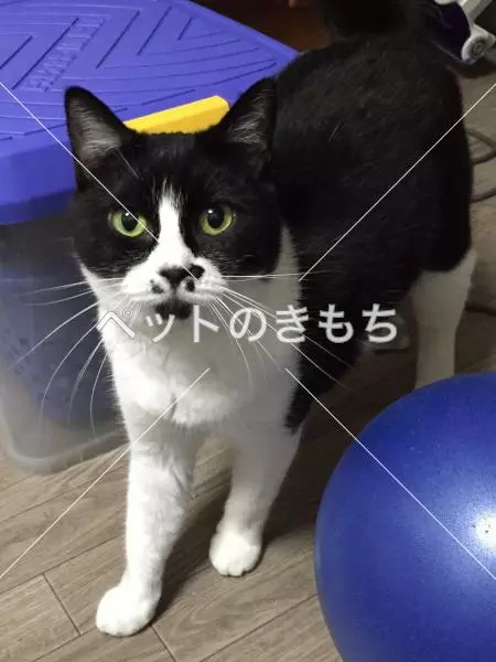 迷子猫の画像
