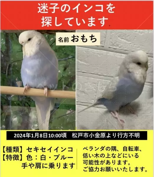 迷子鳥の画像