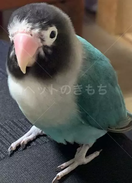 迷子鳥の画像